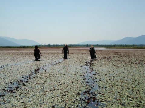 Researchers walking through marshland