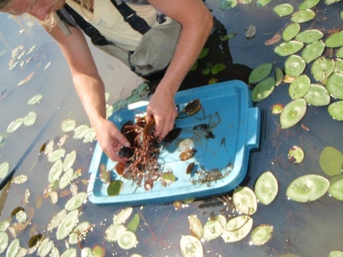 Researcher handling aquatic vegitation