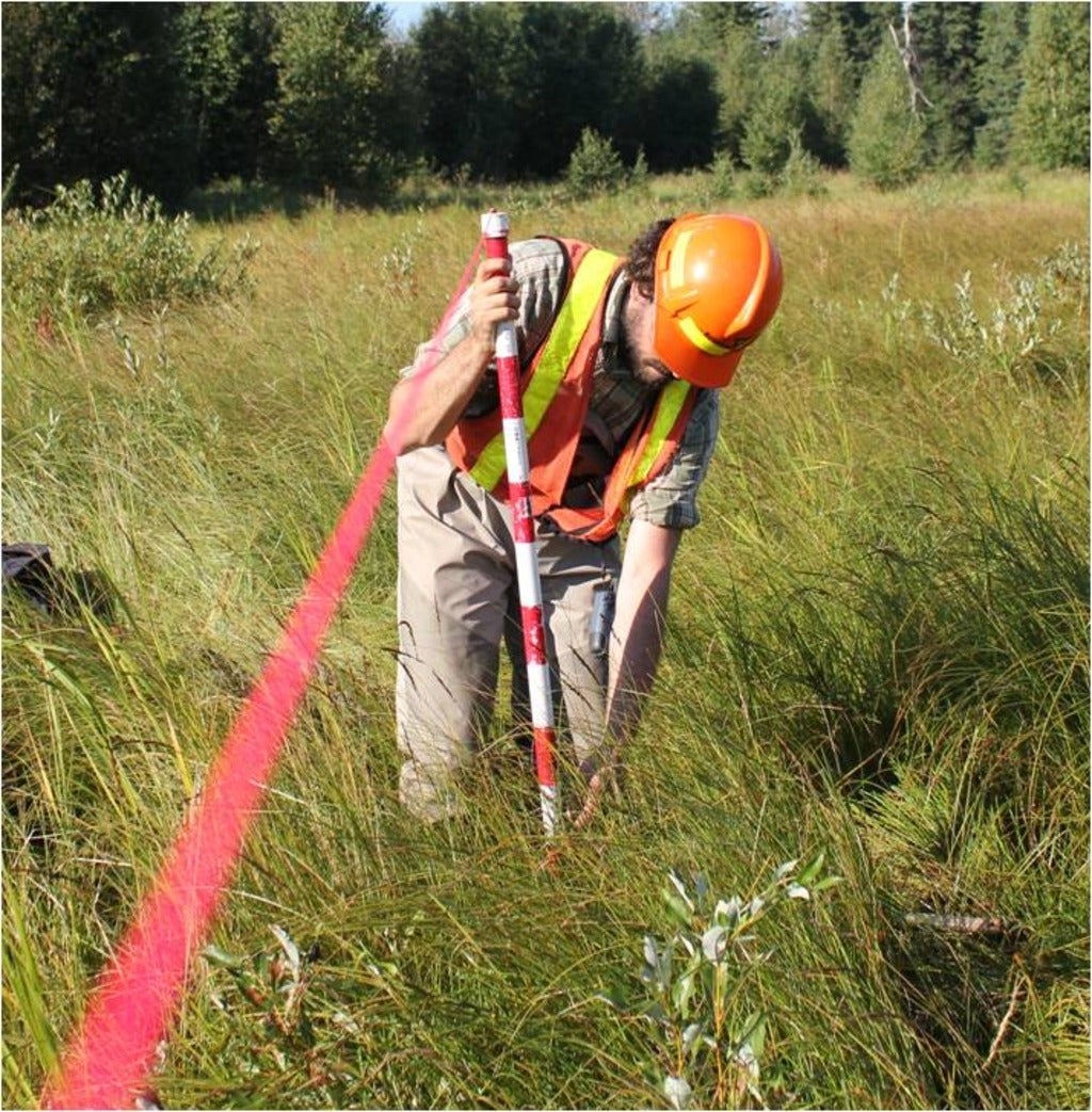Photo of the Robel pole being used in a wetland to measure above ground biomass