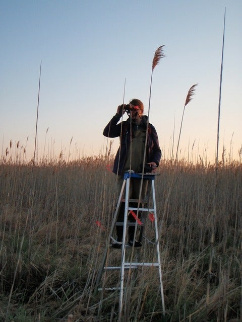 Researcher birding on a 6 foot tall lader in Phrag
