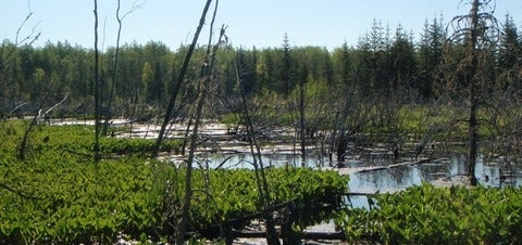County West Young's Point Wetland, Canada