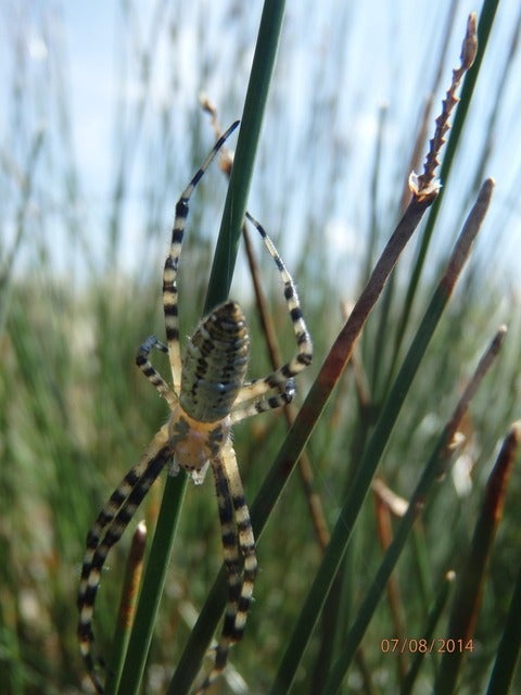 spider in a wetland