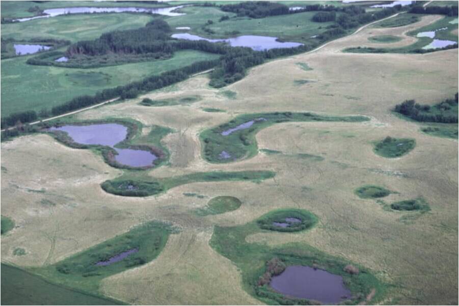 agriculturally impacted wetlands in Alberta