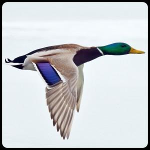 Mallard duck flying in air