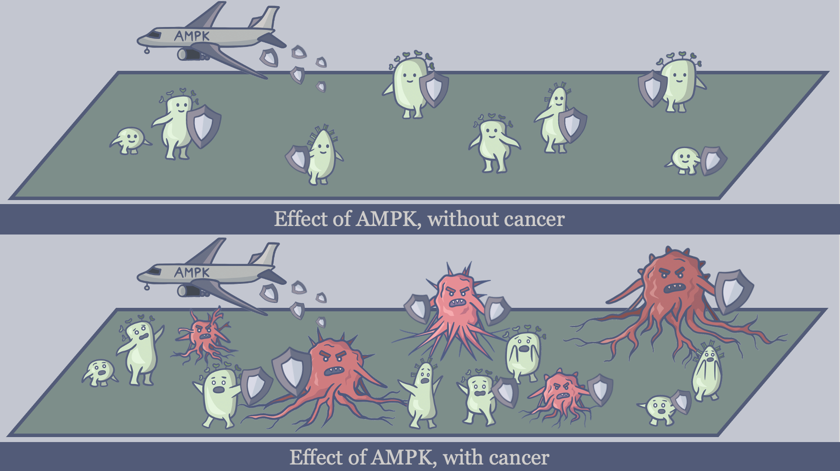 AMPK and cancer