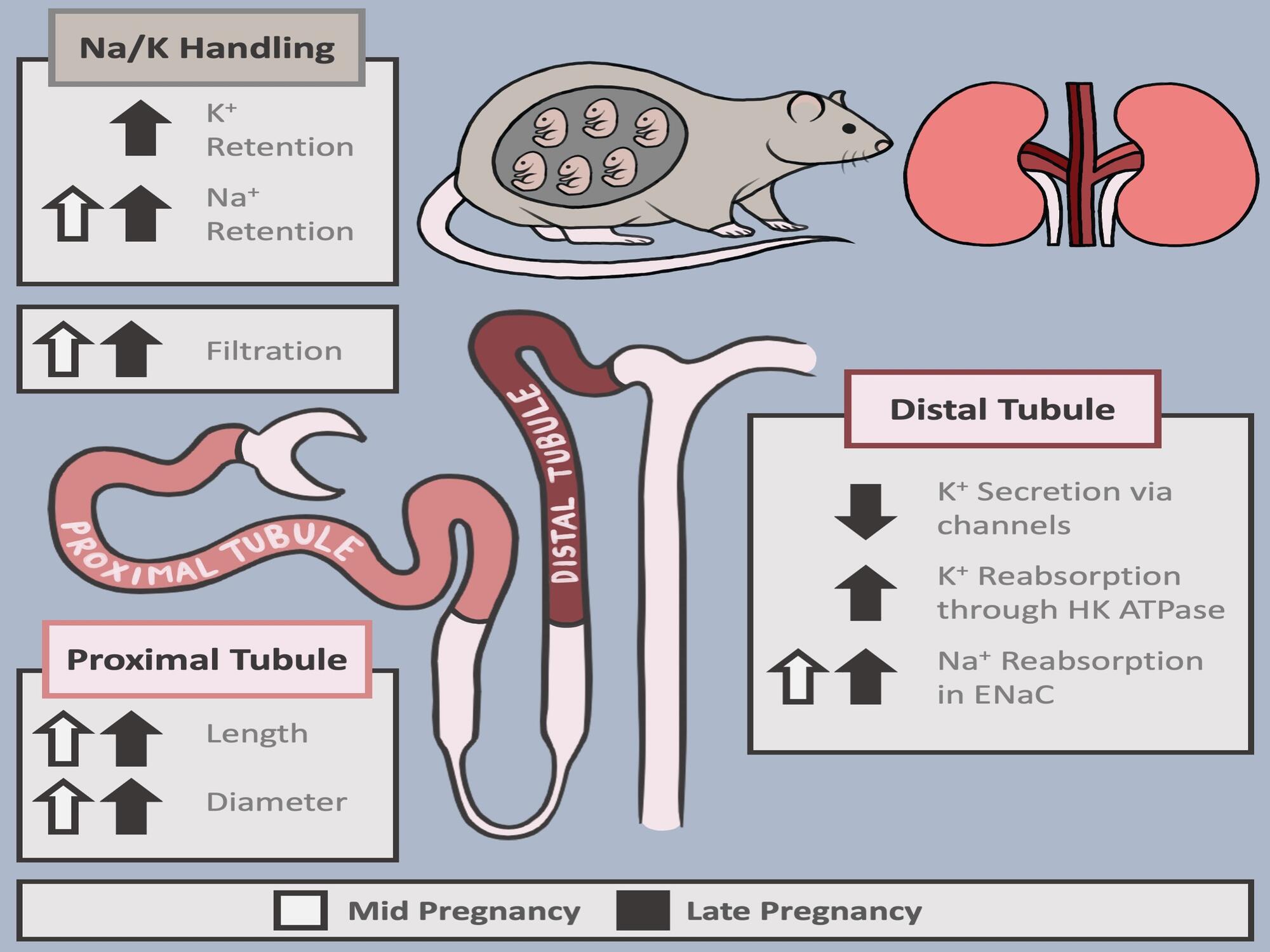 Pregnant rat kidney function