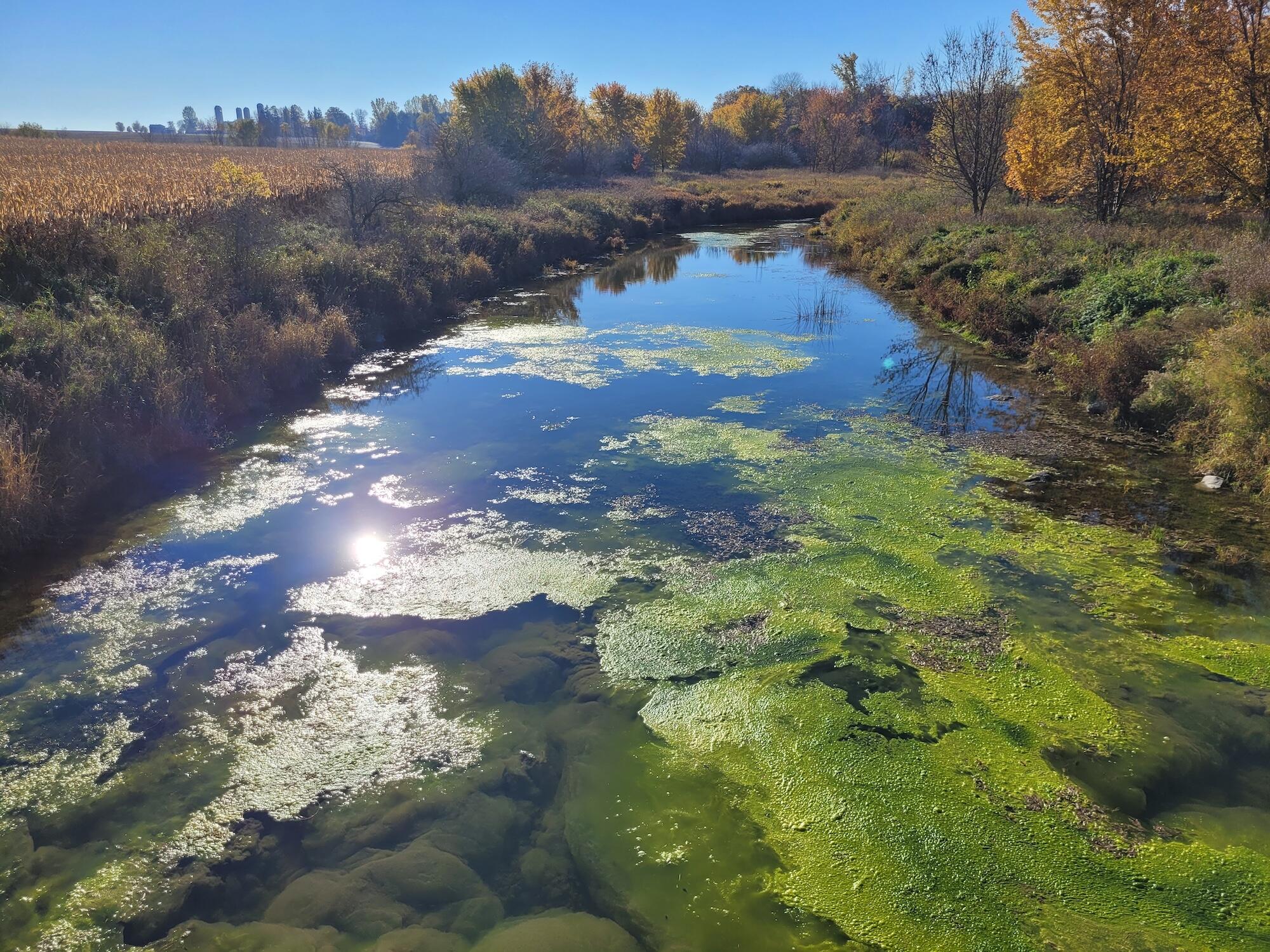 Algal bloom
