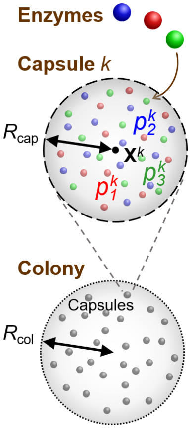 Schematic of colony of microcapsules