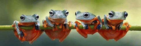 photo of little frogs on a branch