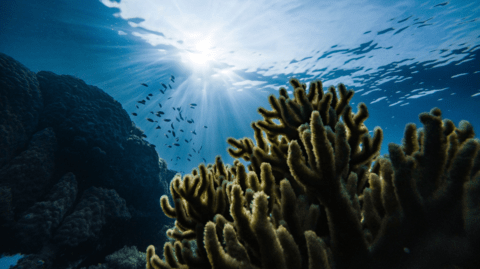 underwater view of coral in the ocean