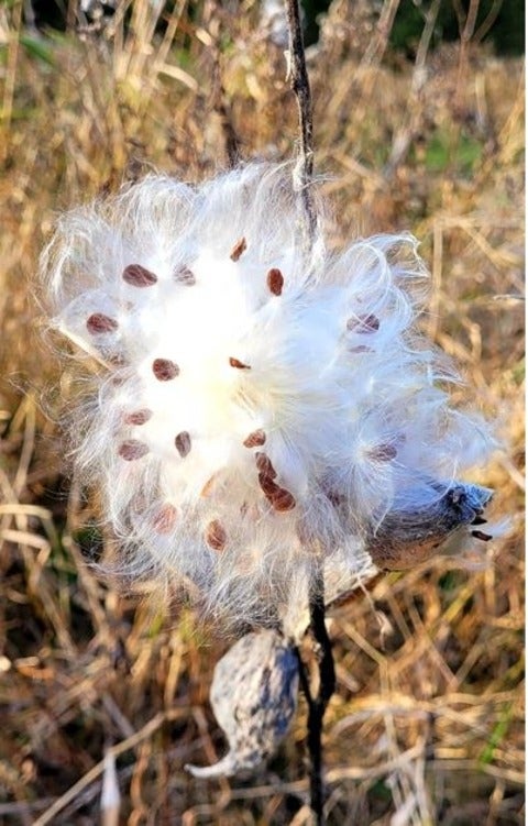 photo of seeds