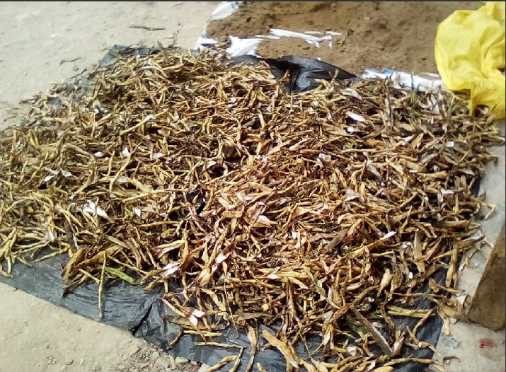 Dried corn husks for IXIM project 2019