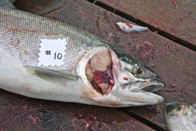 ISA Infected Salmon Sample. Digital image. ISAv Strain HPR5. 