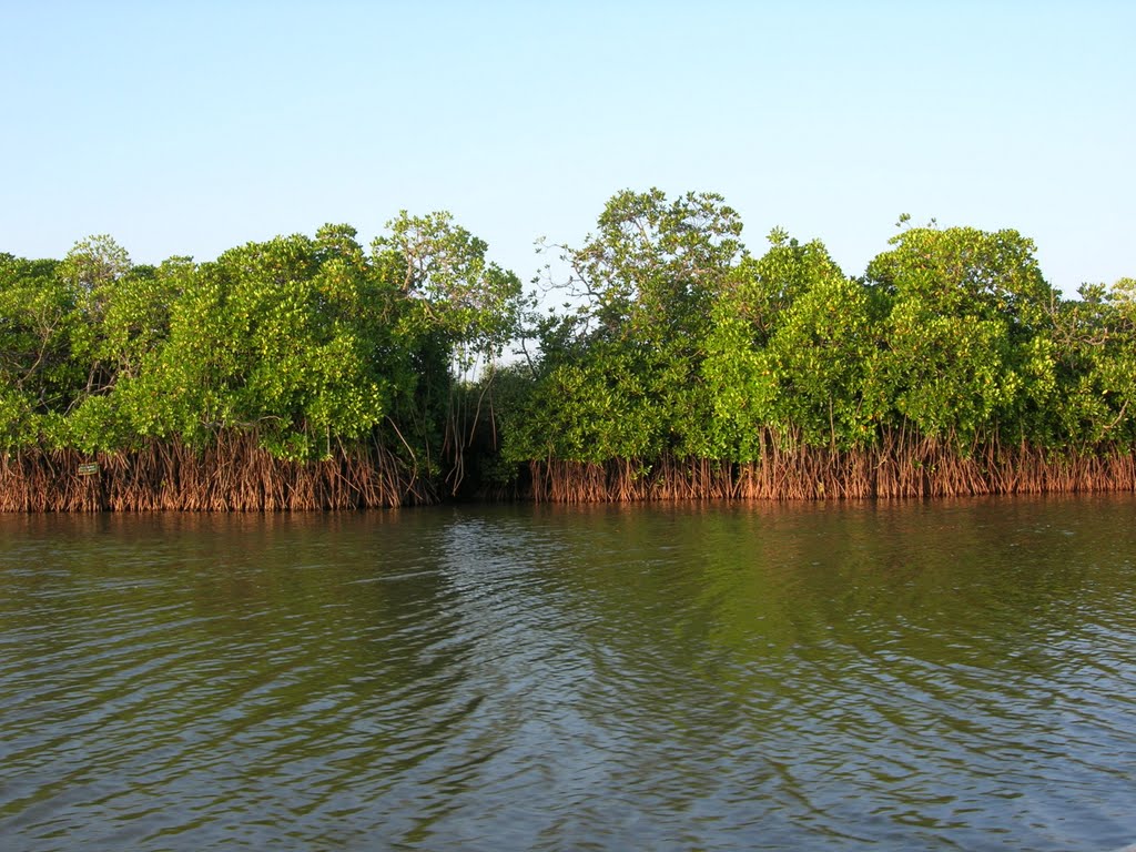 mangrove forest