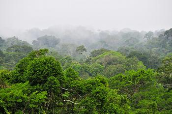 View of tree tops, Ecuador