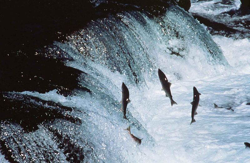 Salmon swimming up stream 