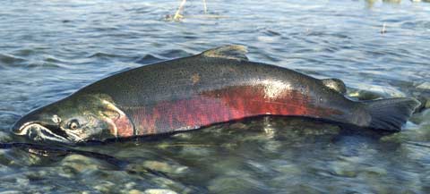 Picture of diseased salmon on boat deck