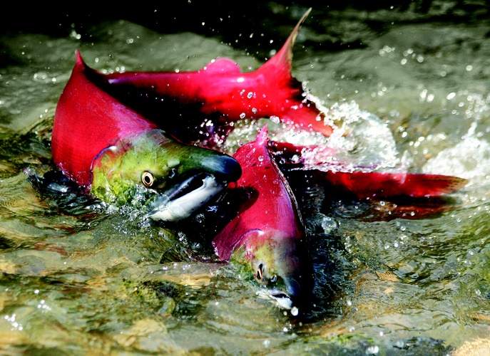 Salmon in the water