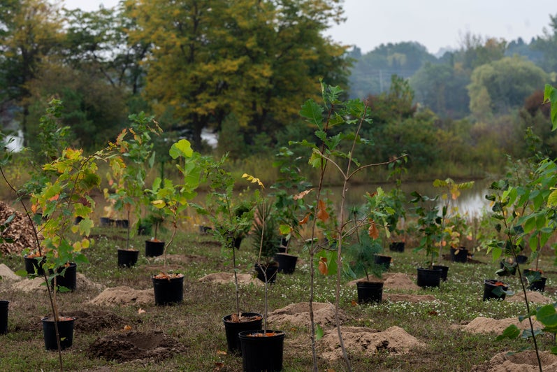 Trees ready to be planted at Waterloo's North Campus.