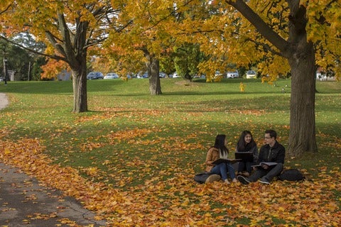an image of three students sitting undera tree and chatting