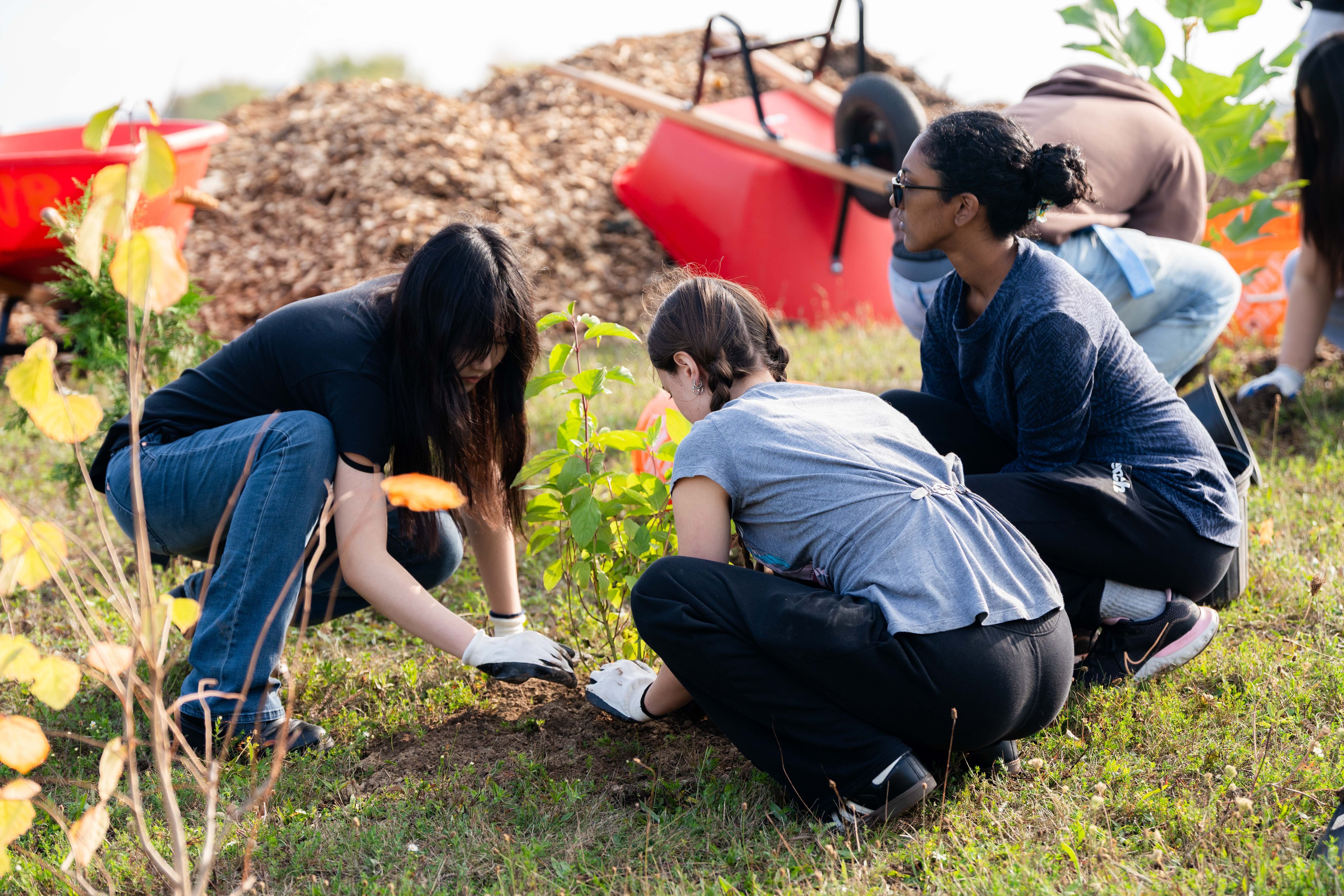 Three SFM students work together to plant a tree