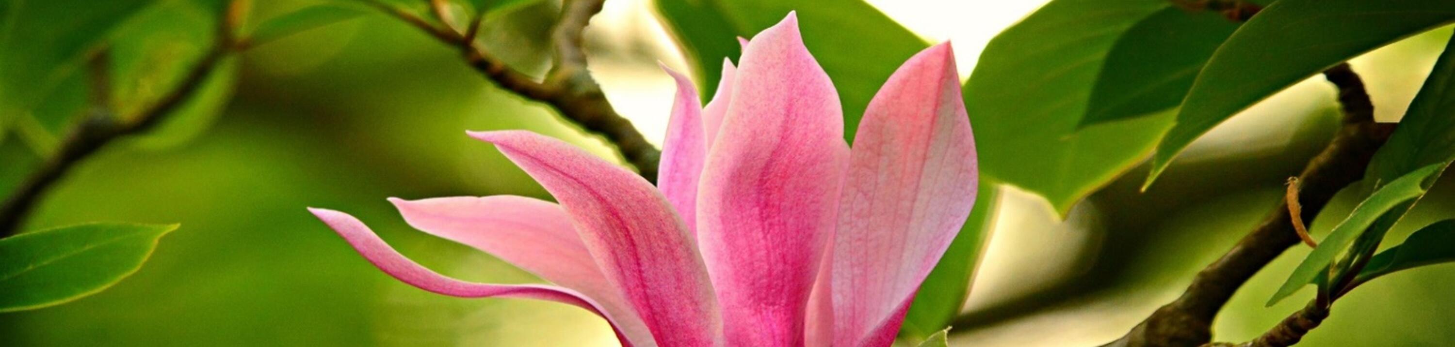 picture of a magnolia flower