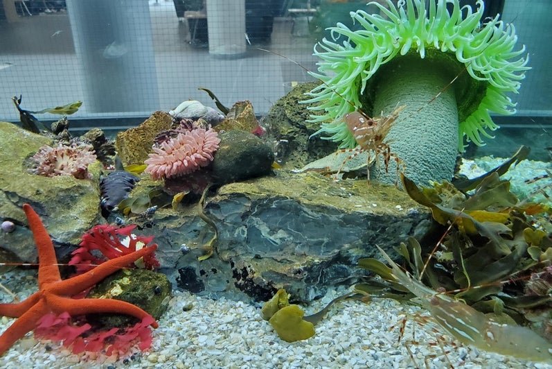 Biology: Cold Water Aquarium 