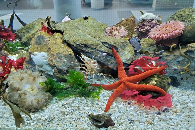 Biology: Cold Water Aquarium 