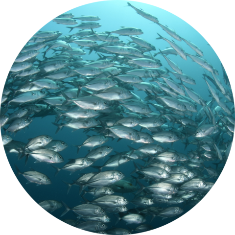 A school of silver fish