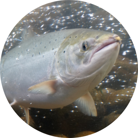 A close up on the head and body of a large salmon fish