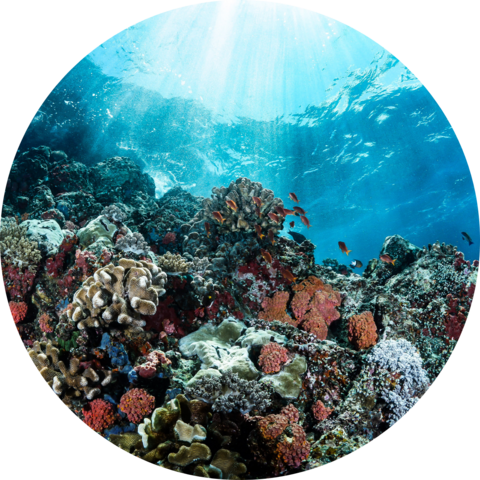 A vibrant coral reef