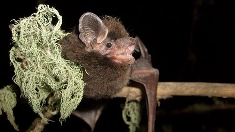 A bat sitting on a branch beside a clump of moss