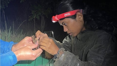 Mathumy wearing a headlamp, and examining a bird during the night