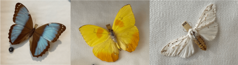 A common morpho butterfly, orange-barred sulphur butterfly, and white ermine moth pinned to canvas.