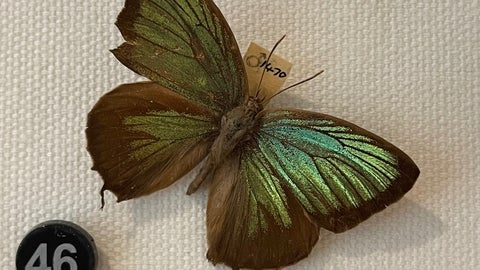 A common morpho butterfly, orange-barred sulphur butterfly, and white ermine moth pinned to canvas.