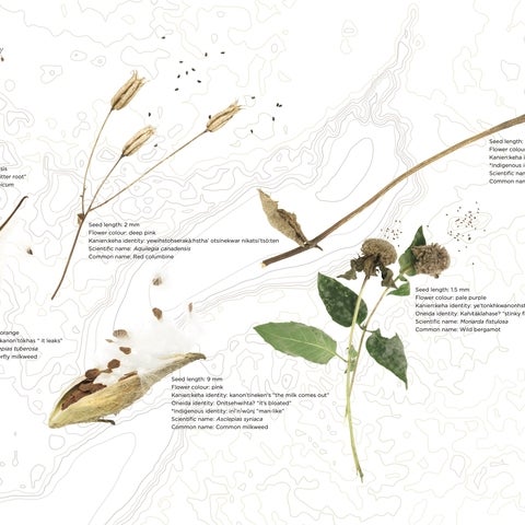 Flowers in their winter form, showcasing their seeds floating in the wind. 