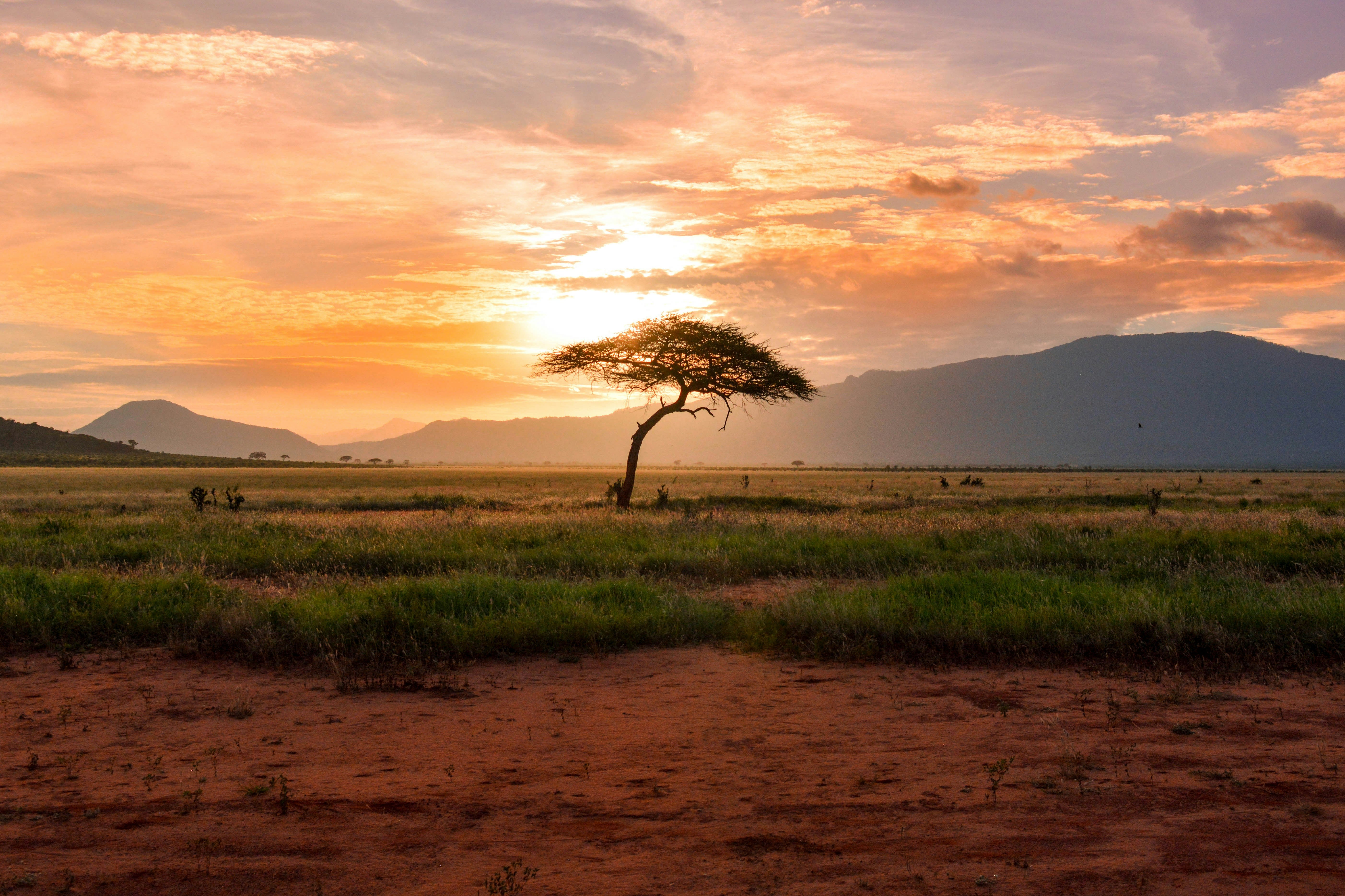 East African landscape