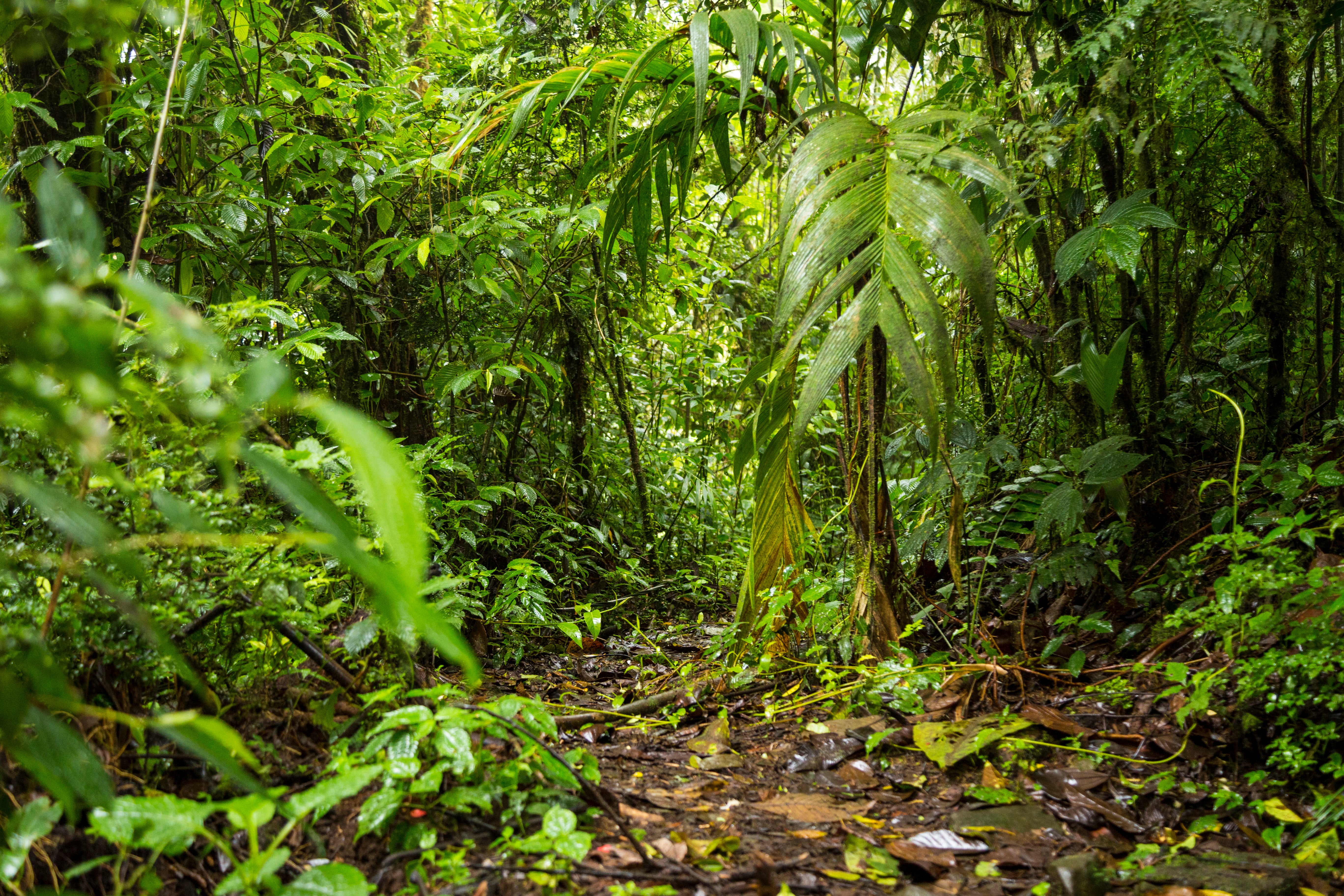 Costa Rican Rainforest 