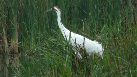 Whooping Crane in grass