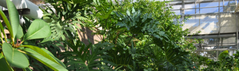 Greenery in campus greenhouse