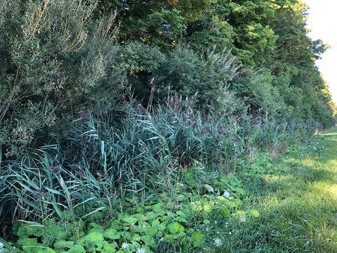 Phragmites australis in the wild