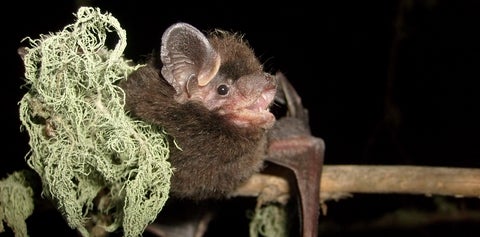 A bat sitting on a branch beside a clump of moss