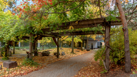 rock garden on campus in the fall