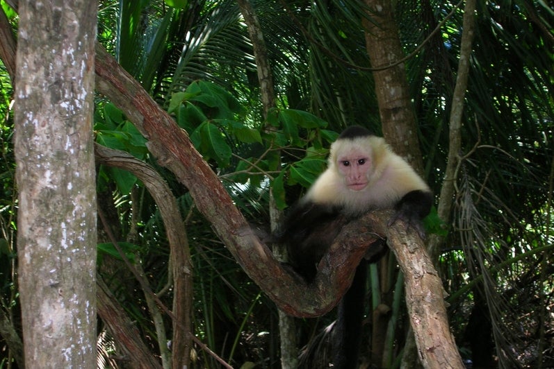 A capuchin monkey sitting on a tree branch