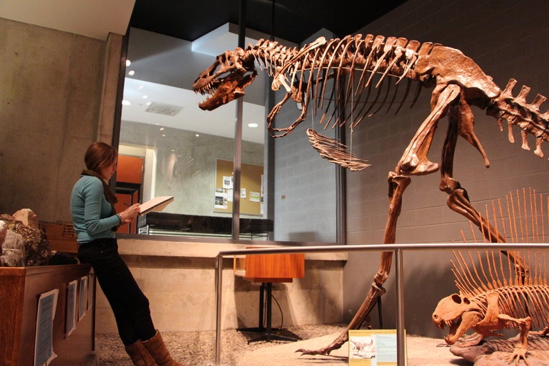 Albertosaurus skeleton in EIT, with a student standing nearby holding a notebook