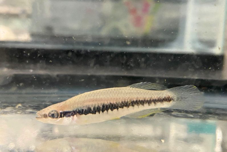 Blackstripe Topminnow (Fundulus notatus) 