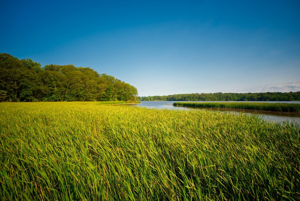 View of marshland landscape in Ontario