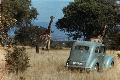 Giraffes and 1950s car in savannah.