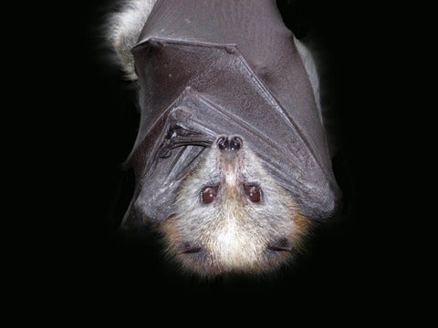 hanging brown bat