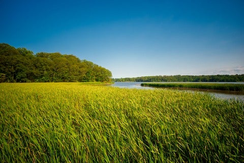 View of marshland landscape in Ontario